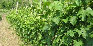 Vigna