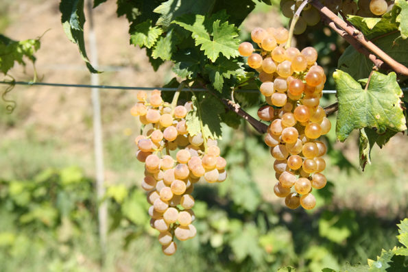 Vermentino - La Maestà