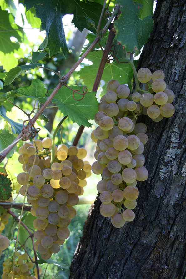 Vermentino - La Maestà