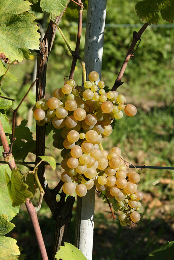 Vermentino - La Maestà