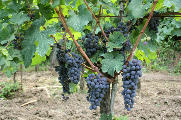 Merlot - La Maestà