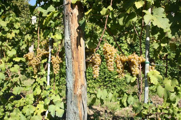 Vermentino - La Maestà