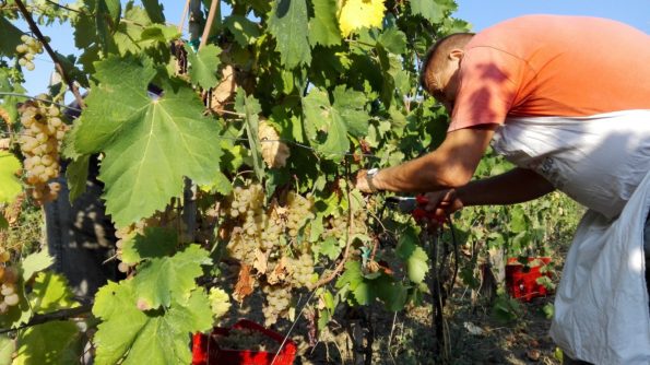Vendemmia - La Maestà