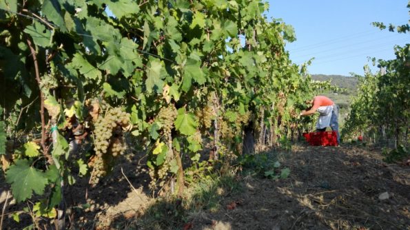 Vendemmia - La Maestà