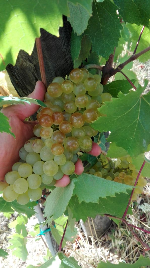 Vermentino - La Maestà