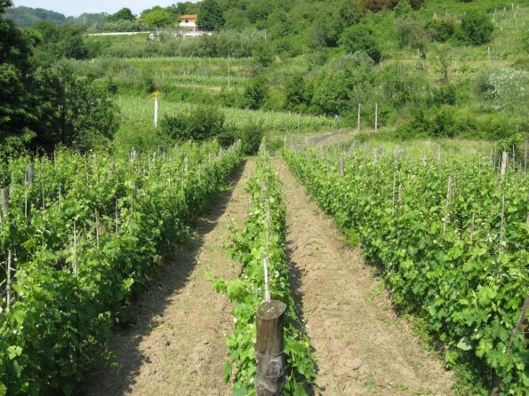 Vigneto a Marzo - La Maestà