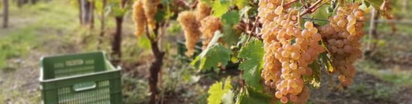 vermentino