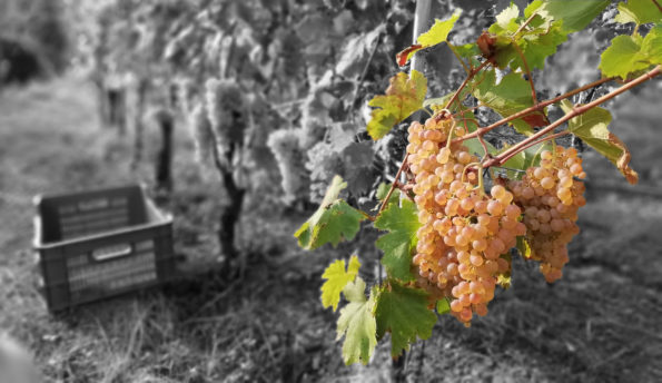 La Maestà - Vermentino nei Colli di Luni