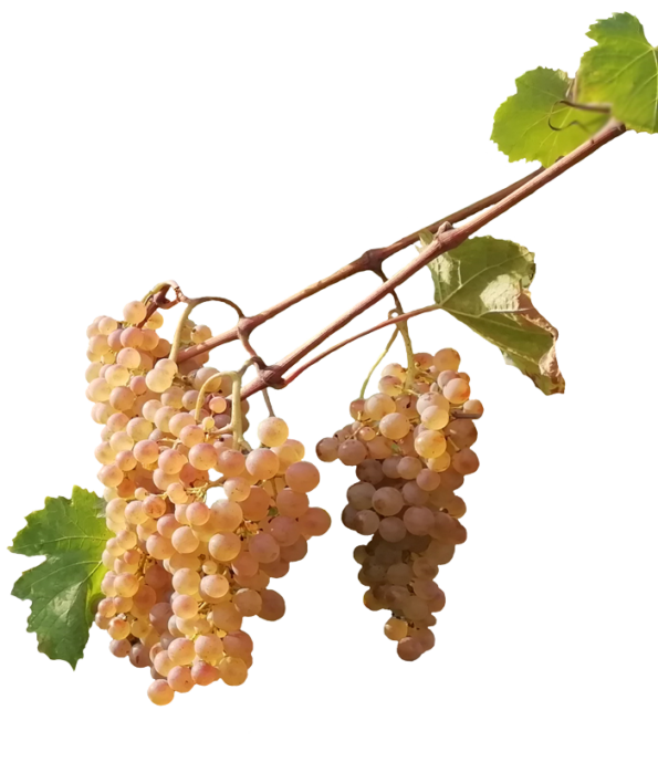 Vermentino